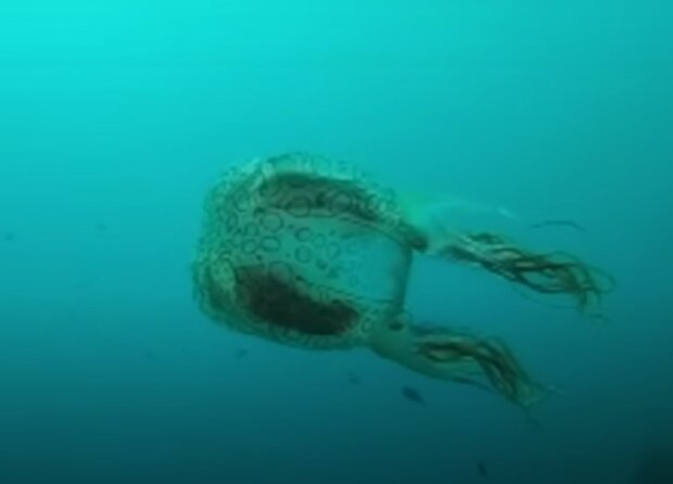 Neobvyklá medúza. Foto: snímek obrazovky YouTube