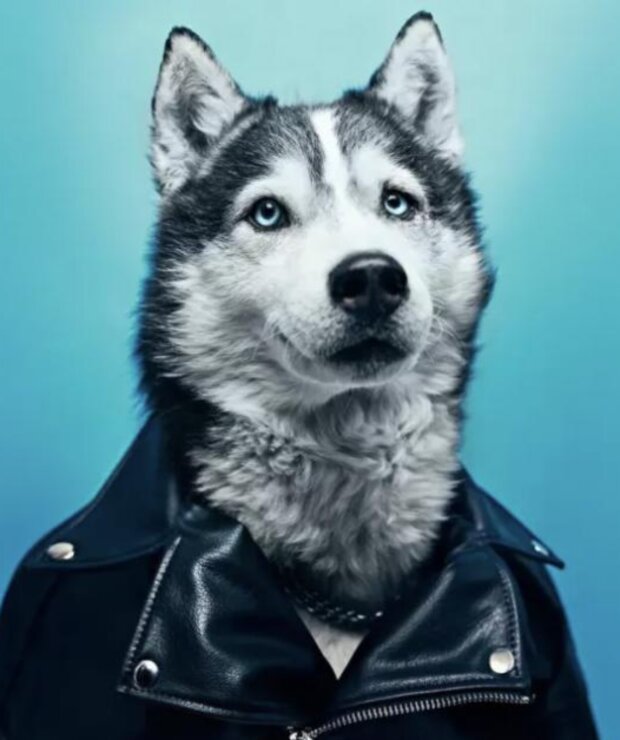 Pes. Foto: snímek obrazovky tjournal.ru