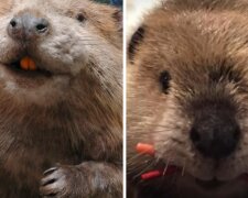 Bobr. Foto: snímek obrazovky YouTube