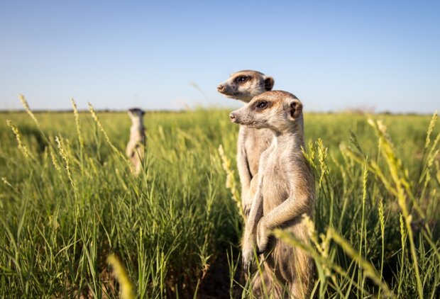 Surikaty. Foto: snímek obrazovky udivitelno.com