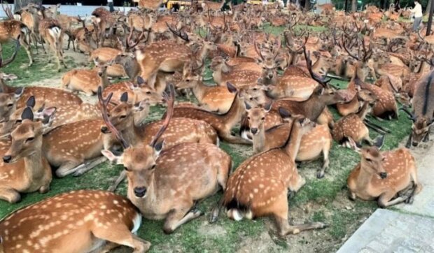 Rohatý fenomén: Stovky jelenů se v parku Nara shromažďují každý den ve stejnou dobu