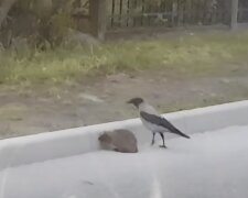 Vrána zoufalé pomáhá ježku překročit silnici: stalo se to nedávno a dostalo se na internet