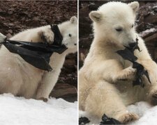 Vědci natočili video jak lední medvědy jedli plasty na Svalbardu