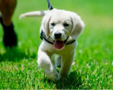 Štěně vrátilo úsměv 6leté dívce, která nemohla chodit, a štěně se stalo jejím věrným přítelem