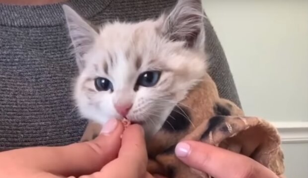 Záchranářka naučila vystrašené kotě důvěře zabalením do ručníku