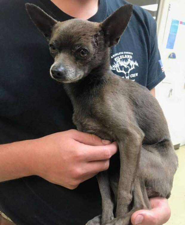 Zdroj fotografie: thedodo.com