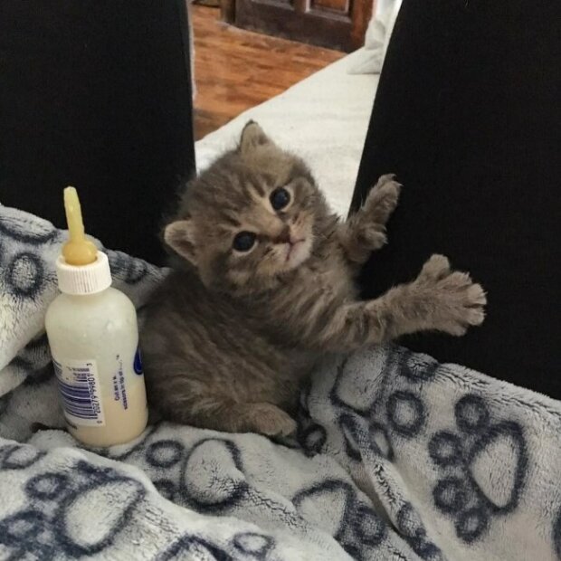 Zdroj fotografie: lovemeow.com