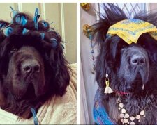 Od věštkyně po piráta: páníčka svému psovi každý den dělá zábavné účasy