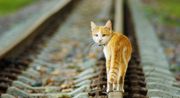 Holandský řidič zastavil vlak, aby zachránit kočku