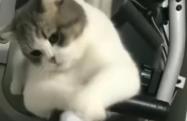Kočka se vrátila domů devět měsíců poté, co její majitelka byla přesvědčena, že kočka odešla na duhu