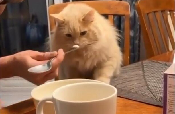 Kocour poprvé ochutnal zmrzlinu: mnoho herců teď může závidět schopnosti kočky