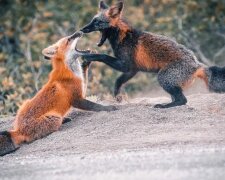 Fotografovi se podařilo získat důvěru lišky a tato kráska mu dovolila pořídit úžasné fotografie