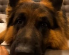 Oddanost, kterou nebylo snadné zasloužit, ale novému majiteli se to podařilo: fenka z útulku zachránila život novému majiteli