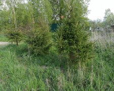 Muž vypěstoval plot zdarma a střídal borovici a smrk