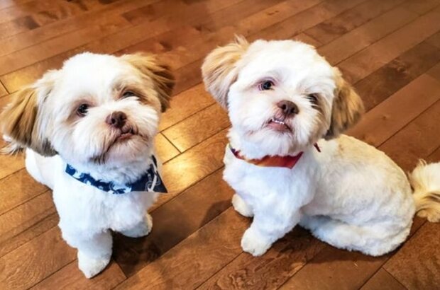 Fotografie: duck.show