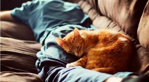 Ukázalo se, proč kočka spí na člověku, a co znamená jejich zvolené držení těla a vybrané místo