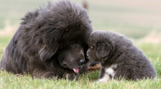 Pes. Foto: snímek obrazovky lapkins.ru