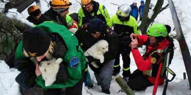 "Měli všechny podmínky, aby přežili pod sněhem": Záchranáři vytáhli štěňata z trosek hotelu pokrytého lavinou