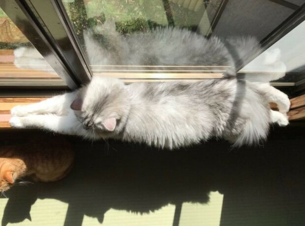 Fotografie: 4tololo.ru