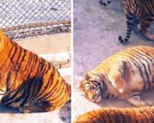 Na tygrech, kteří ztloustli v čínské Zoo, není nic vtipného