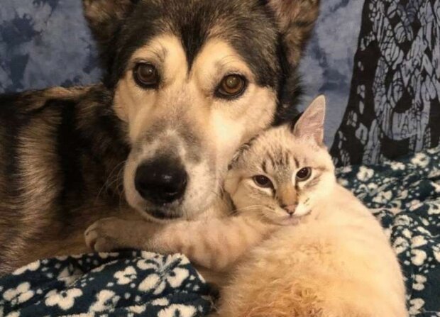 Pes a kotě. Foto: snímek obrazovky neskychno.com