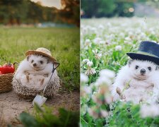 Fotograf vytvořil celý malý svět pro ježka