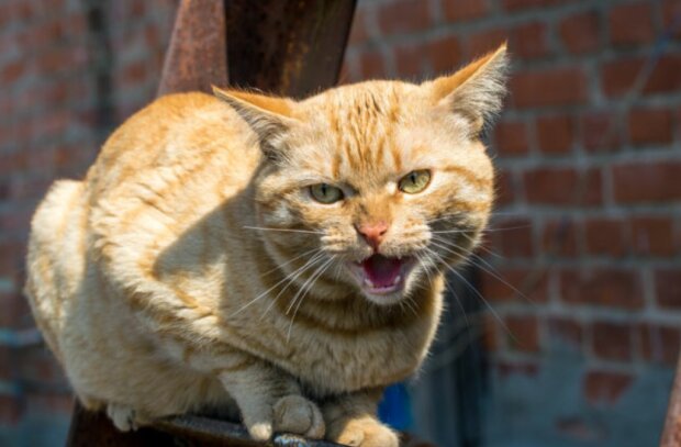 Fotografie: dailymail.co.uk