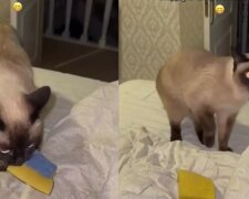 "Zotavuj se, moje kožená paní": starostlivá kočka přinesla dárek nemocné majitelce