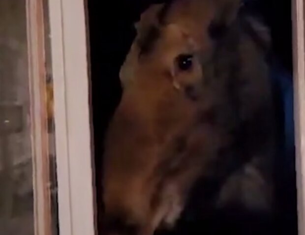 Zvíře. Foto: snímek obrazovky YouTube