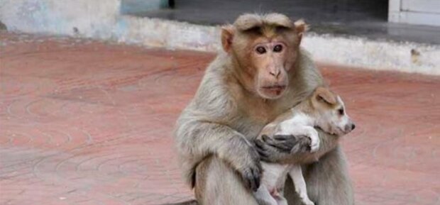 Opice "adoptovala" štěně bez domova. Je to velmi starostlivá maminka