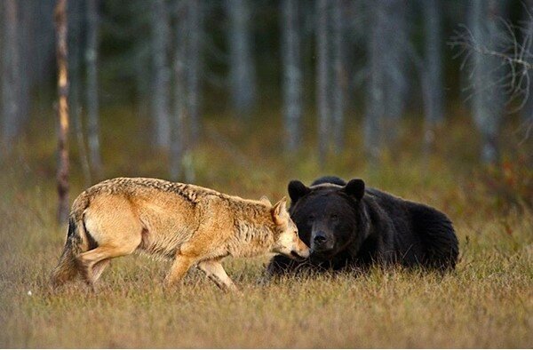 Úžasné přátelství vlka a medvěda, které dokázal natočit obyvatel Finska