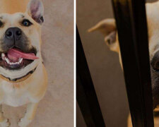 "Je klidný a bude se chovat dobře": pár vzal psa na předsvatební focení