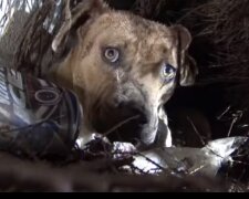 Fenka políbila každé štěně, které si lidé vzali