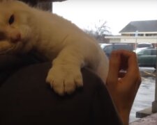 "Vezmi mě pryč": na chlapcova ramena skočil kocour z útulku, aby ho odvezl domů