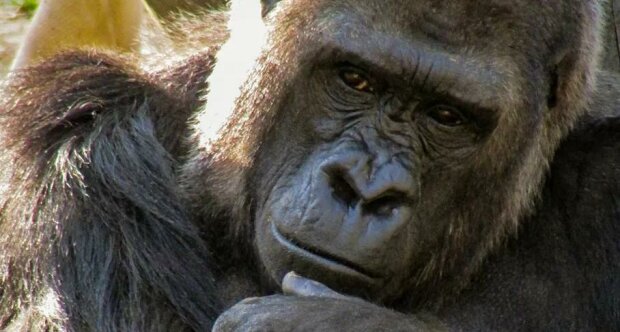 Mladá gorila se rozhodla postarat se o dítě někoho jiného, aby mladá matka mohla alespoň trochu odpočinout