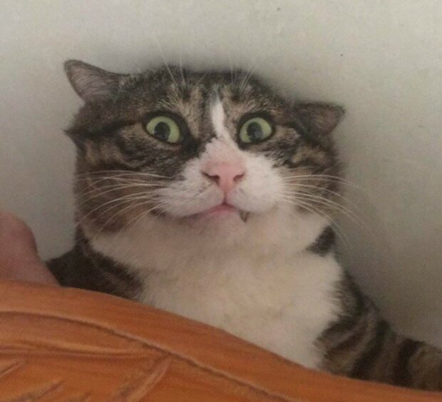 Fotografie: duck.show