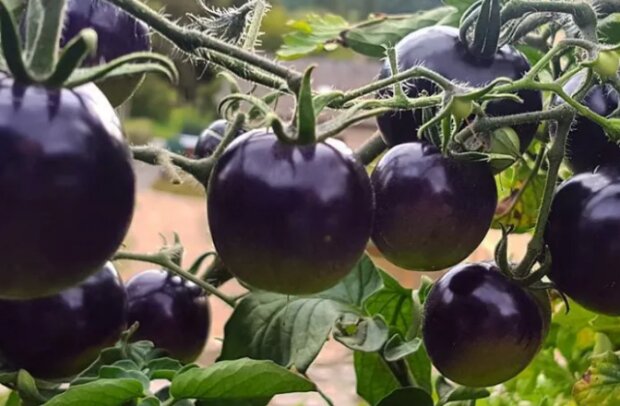 Stylová černá rajčata pro předkrm na Halloween