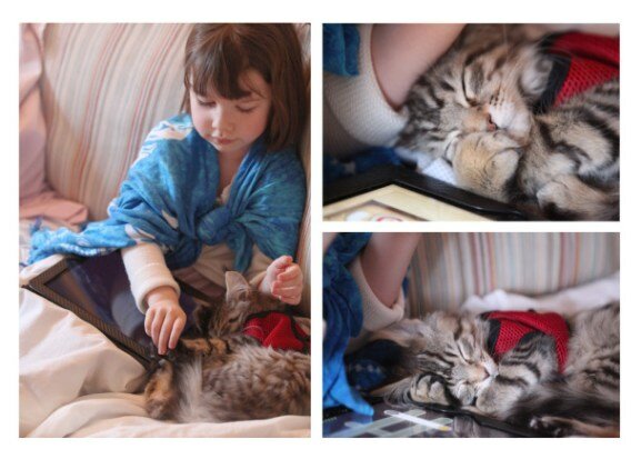 "Další kočku, prosím" Čtyřletá autistka si s nikým nerozuměla, dokud se neseznámila se svou kočičí kamarádkou. "Díky Thule se otevřela"