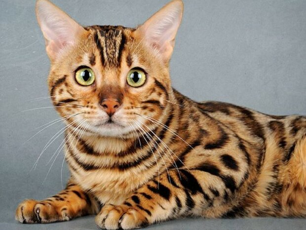 Fotografie: publy.ru