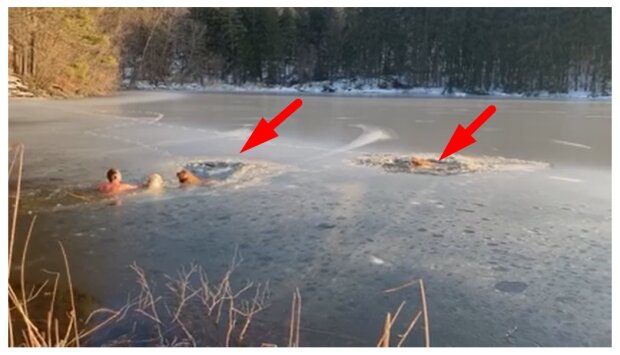 Muž šel na procházku se psem, když uslyšel výkřik! Dva psy se topili v ledovém jezeře