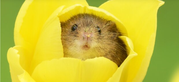 Myši odpočívají v tulipánech: fotograf pořídil jedinečné záběry