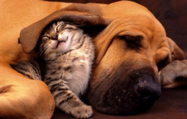 Fotografie: pets2.me