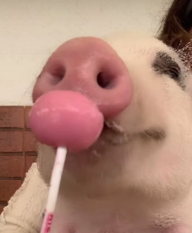 Zvíře. Foto: snímek obrazovky YouTube