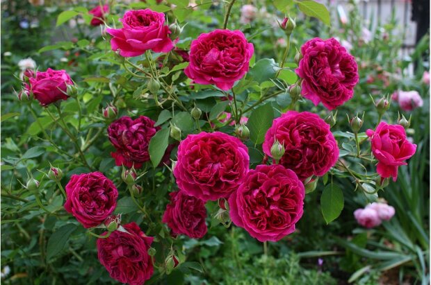 Osoba, která vdechuje vůni růží, se stává přátelskou a klidnou: nejúžasnější fakta o růžích