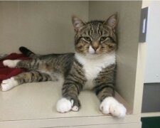 Muž se rozhodl vzít kočku s velkými tlapkami z útulku a udělal to správně