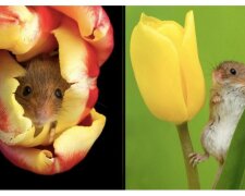 Myší drobečkové, kteří zbožňují tulipány a jaro: fotografie, které zvednou náladu