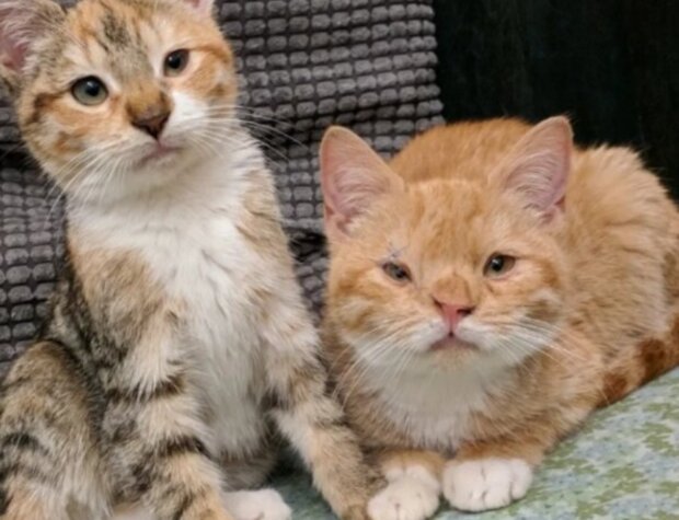 Kočky. Foto: snímek obrazovky freundin.life