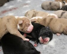 Velká maminka: fenka porodila dvacet štěňat najednou