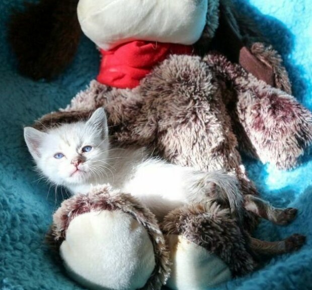 Fotografie: duck.show