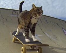 Plní povely lépe než psi: kdo má titul „nejchytřejší kočky na světě“ a za co bylo zvířeti uděleno takové vyznamenání